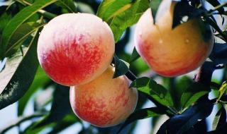 中国水蜜桃之乡