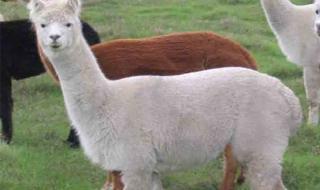 羊驼多少钱一只 羊驼多少钱一只