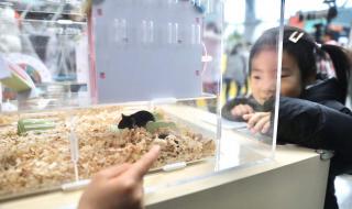 嫌肥挑瘦是什么生肖