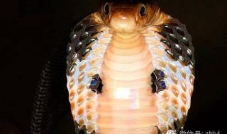 中华眼镜蛇 中华眼镜蛇