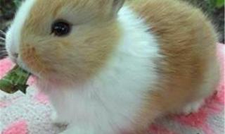 世界上最漂亮的兔子 世界上最漂亮的兔子
