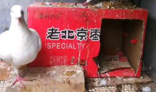 上面有两个鸽子 上面有两个鸽子