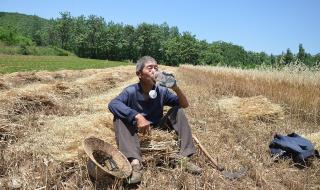 洋葱晶的制作方法